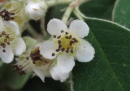 Image result for Cotoneaster pannosus