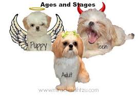 Surviving The Shih Tzu Adolescence Stage