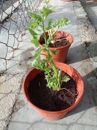 Siapkan bedengan atau baki semai yang merupakan campuran. Cara Mudah Tanam Pokok Daun Sup Barulah Pokok Cepat Besar