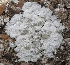 Image result for Diplocyclos tenuis