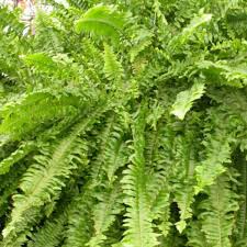 Image result for Nephrolepis exaltata