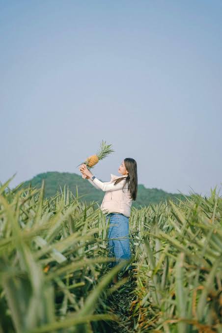 Chưa đến mùa dứa chín nhưng giới trẻ khắp nơi đã rủ nhau check-in đồi dứa đầy thơ mộng tại Ninh Bình