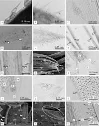 Image result for Hirpicium gazanioides