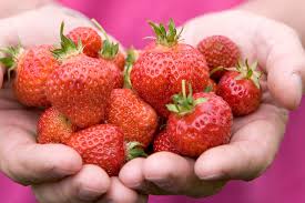 Only fresh fruits would be packed right from the orchards. The Best Strawberries To Grow Bbc Gardeners World Magazine