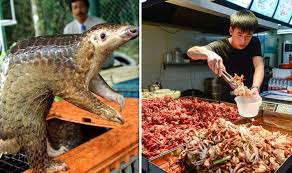 A waitress in hanoi, vietnam, shows how pangolin is prepared. China Outrage How Pangolins Are Force Fed Rice To Increase Price On Black Market World News Express Co Uk
