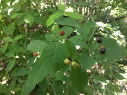 Image result for Rauvolfia nana