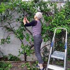Image result for pruning plum trees