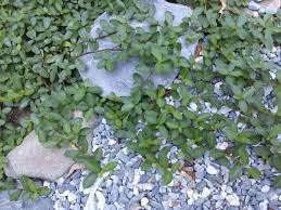 越橘葉蔓榕 八仙來築夢 痞客邦 plants growing