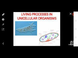 Macronucleus begins to elongation and form two. Biology Form 4 I Chapter 2 I Topic 2 2 Cell Structure Function Youtube