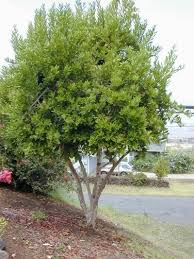 Nutmeg is a tropical tree that must be grown outdoors, so it requires a hot, humid climate. Can You Grow Allspice Information About Growing Allspice Herbs