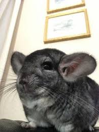 This site might help you. Chinchilla Interesting Facts And How To Care Chinchilla Cute Animals Chinchilla Pets