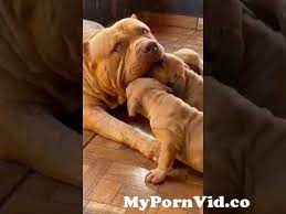 xxxx dog#shorts #viral #americanbully xxxx from sey xxxxdog xxxx Watch  Video - MyPornVid.co