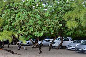 Image result for Coccoloba