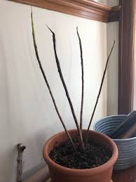 What kind of soil do rubber plants need? How To Save A Rubber Plant From Root Rot
