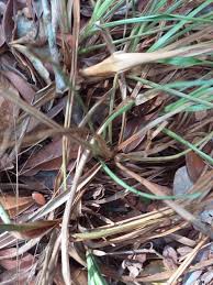 Image result for Cyperus amabilis
