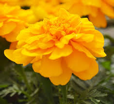 Check spelling or type a new query. Marigolds Calloway S Nursery