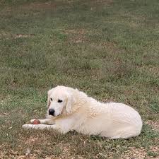 It is friendly with everyone, including other dogs. Creekstone Retrievers Home