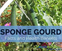 Snake gourd is mentioned in earliest ayurvedic texts. Luffa Facts Health Benefits And Nutritional Value