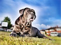 This massive breed is often used as a guard and defender of family and property due to their. Adult Black Neapolitan Mastiff During Daytime Hd Wallpaper Wallpaper Flare
