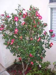 Many of these varieties are not available for purchase locally. The 2 Minute Gardener Photo Camellia Sasanqua Kanjiro Camellia Sasanqua Camellia Tree Cool Plants