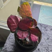 Image result for calathea