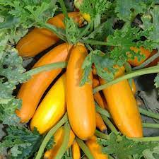 Wytwarza pomarańczowe owoce, długości 20 cm. Courgette Atena Polka A Leading Supplier Of Vegetable Seeds In Essex Uk Grow Your Own Vegetable Seeds Kingsseeds Com
