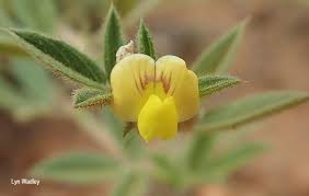 Image result for Stylosanthes fruticosa
