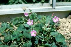 Image result for Oxalis tetraphylla