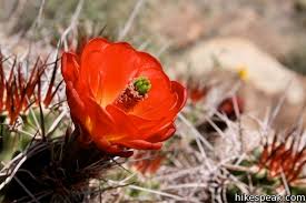 We did not find results for: Joshua Tree Wildflowers Hikespeak Com