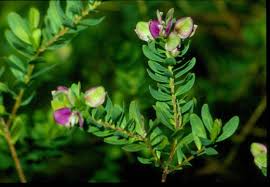 Image result for Polygala rivularis