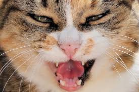 Your cat may be in pain, may be insecure, you might be doing something it hates. Why Does My Cat Bite Me Unprovoked Vet Help Direct