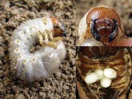 1090 kings hwy unit 326, new bedford, ma 02745, usa. Dynastid Beetle Pests Springerlink