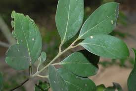 Image result for Cryptocarya