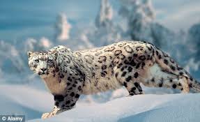 Image result for Snow Leopard