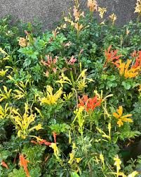 Image result for Tecomaria