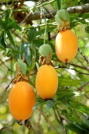 Eine Gelbe Passionsfrucht Auch Maracuja Genannt Die Bluten Werden In Der Indigenen Medizin In Peru Schon Lange Zu Konze Fruchte Und Gemuse Obstgarten Fruchte