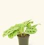 Profile Picture of Small Beauty Kim Prayer Plant (Maranta leuconeura ... - Rooted (@heyrooted.com) on Google