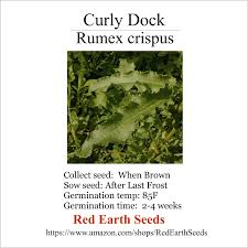 Image result for Rumex crispus