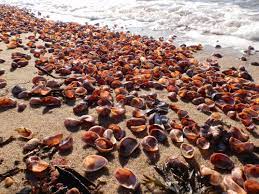 Shells In The Sunlight Hammonasset Beach Madison Ct 1 1 12 Taken By Jillian Shepard Using An Olympus Sz 10 Surf Turf Beach State Parks