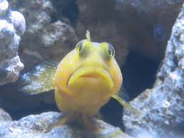 We did not find results for: Yellow Watchman Goby Ick Pest And Disease Treatments Nano Reef Community