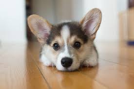 Good dog thoroughly vets every breeder to ensure they use responsible breeding practices for pembroke welsh corgis. Pembroke Welsh Corgi Dog Breed Information Characteristics Daily Paws