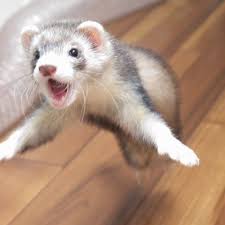 Ferret the Cute Pet | Small Pet | by Pets Planet... | Funny ferrets, Pet  ferret, Baby ferrets