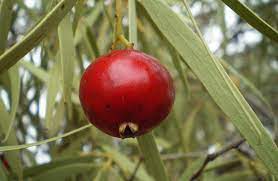 We did not find results for: Guide To Australian Bush Tucker 10 Traditional Aboriginal Foods To Know