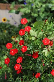 Image result for Ipomoea quamoclit