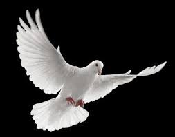 Black And White Pigeon Name Witte Duif Dove Flying Dove Tattoos White Doves