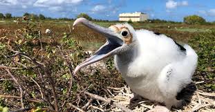 US Air Force suspends SpaceX rocket project on Pacific atoll, report says |  Reuters