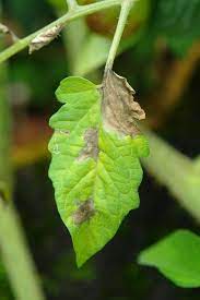 Black or dark brown spots. Tomato Plant Diseases Better Homes Gardens