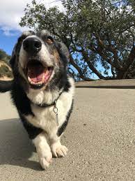 Share the best gifs now >>>. About The Polite Dog Los Angeles