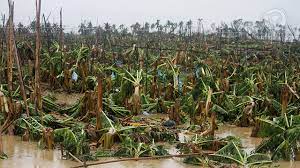 Today we offer you 2 typhoon texas coupons and 20 deals to get the biggest discount. Pablo Destroys Quarter Of Ph Banana Crop