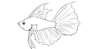 Betta Fish Coloring Pages Best Coloring Pages For Kids In 2020 Animal Coloring Pages Fish Coloring Page Coloring Pages
